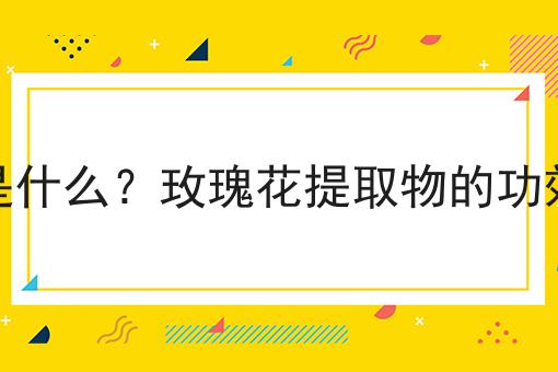 玫瑰花提取物是什么？玫瑰花提取物的功效、作用及用途